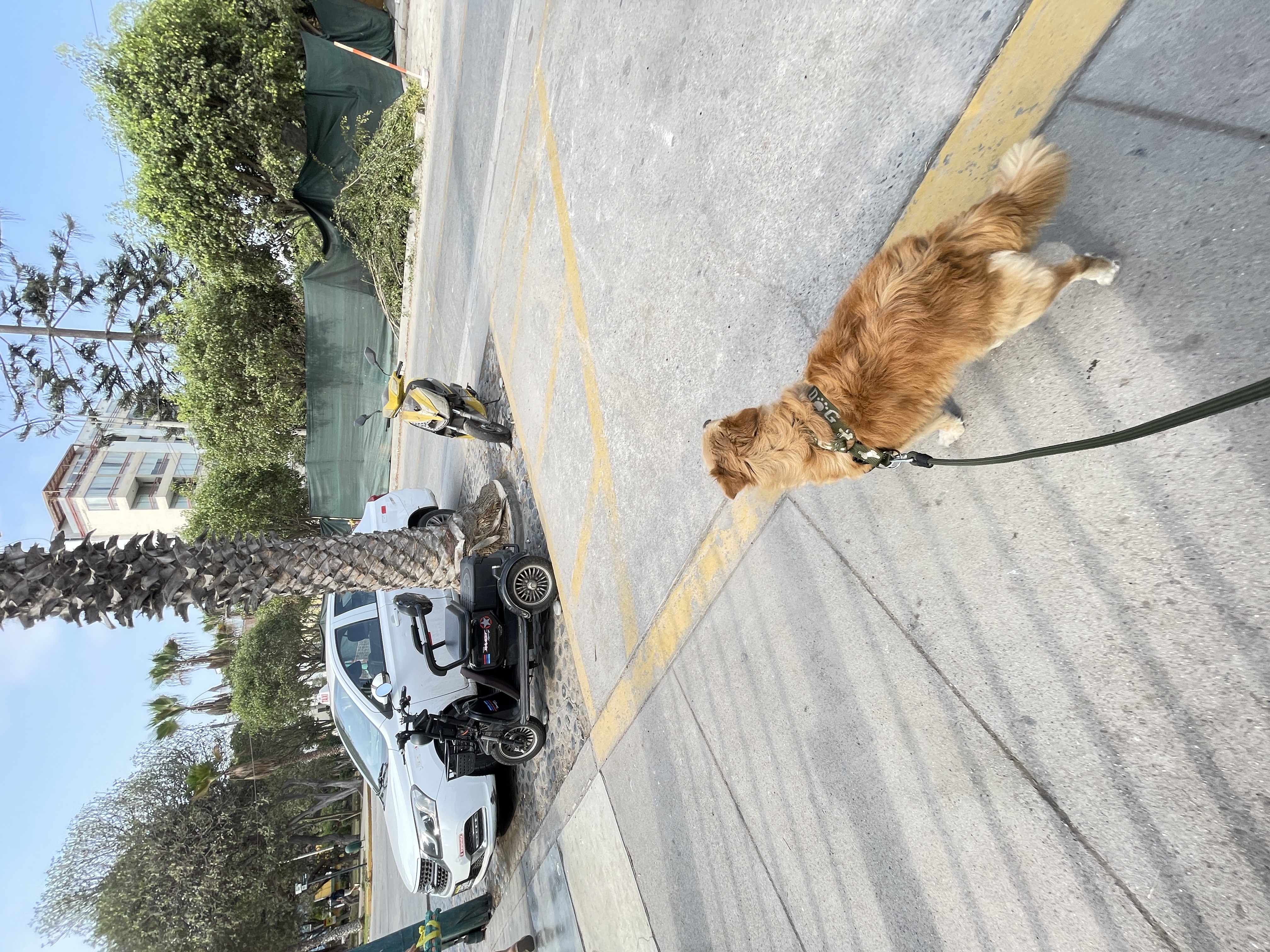 Jonathan caminando con su perro